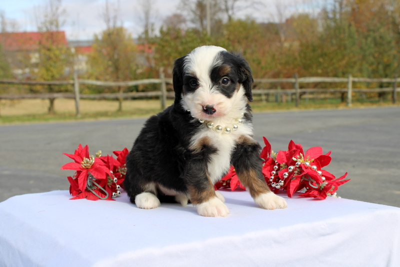 puppy, for, sale, Mini Bernedoodle F2, Matthew B. Stoltzfus, dog, breeder, Gap, PA, dog-breeder, puppy-for-sale, forsale, nearby, find, puppyfind, locator, puppylocator, aca